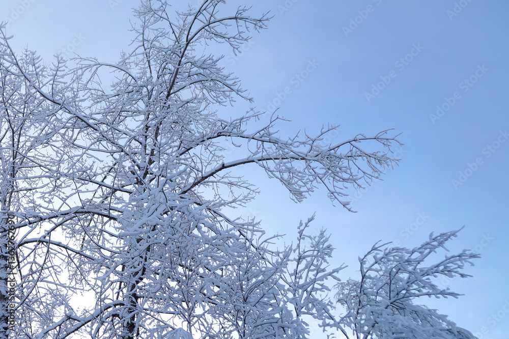 Fototapeta premium beautiful wintery scenery with gorgeous lush white trees covered with fluffy snow on a frosty evening in Füßen, Bavaria, Germany 