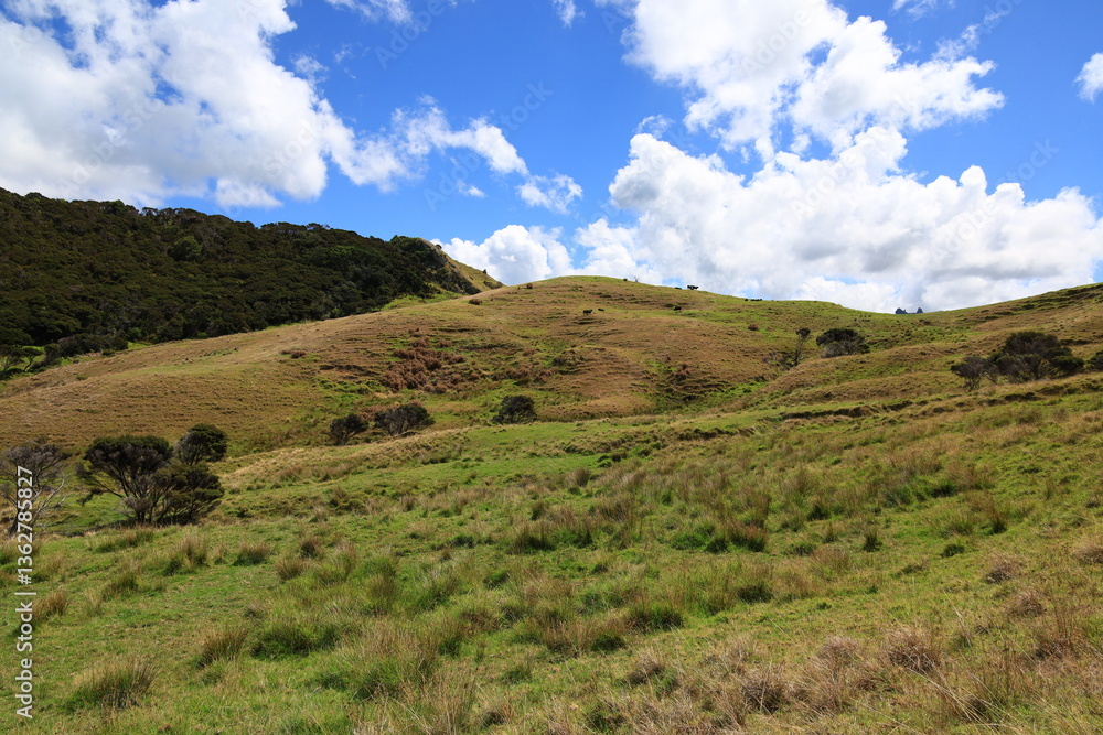 Fototapeta premium Smuggler's bay is located approximately 30 kilometres southeast of Whangārei city on the Whangārei Heads peninsula