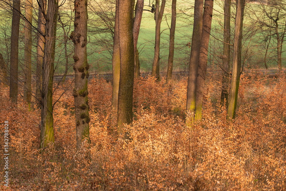 Obraz premium Las bukowy na wiosnę, wiosenne tło. 