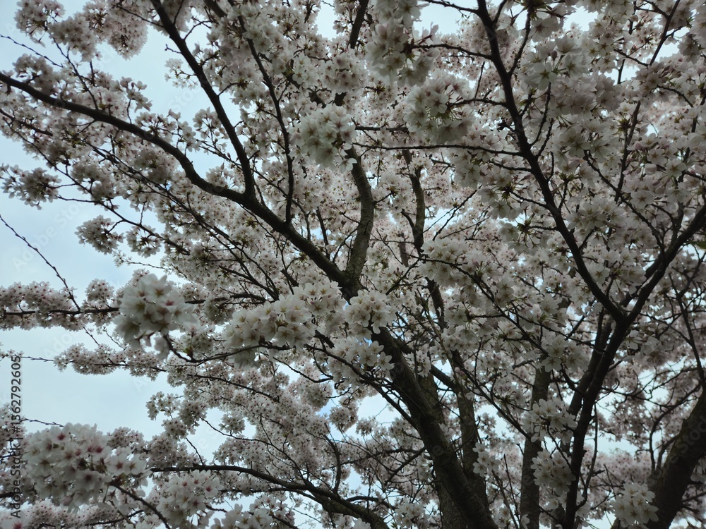 Cherry blossom. Cherry blossom tree. Spring blooms of nature. Spring Season in Netherlands, 2025. white blossom tree. Cherry blossom. Cherry blossom tree. Spring blooms of nature. Spring Season in Netherlands, 2025. white blossom tree.