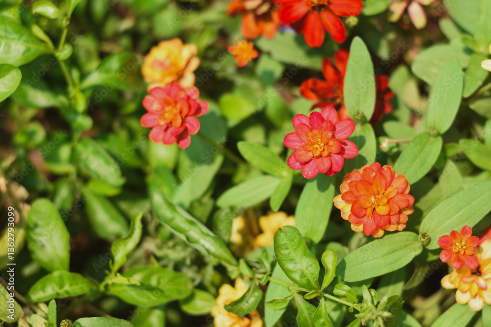 Red Zinnia flowers in the garden Red Zinnia flowers in the garden