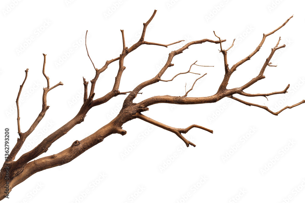 Dry tree branch with elongated twigs ready for creative use Dry tree branch with elongated twigs ready for creative use