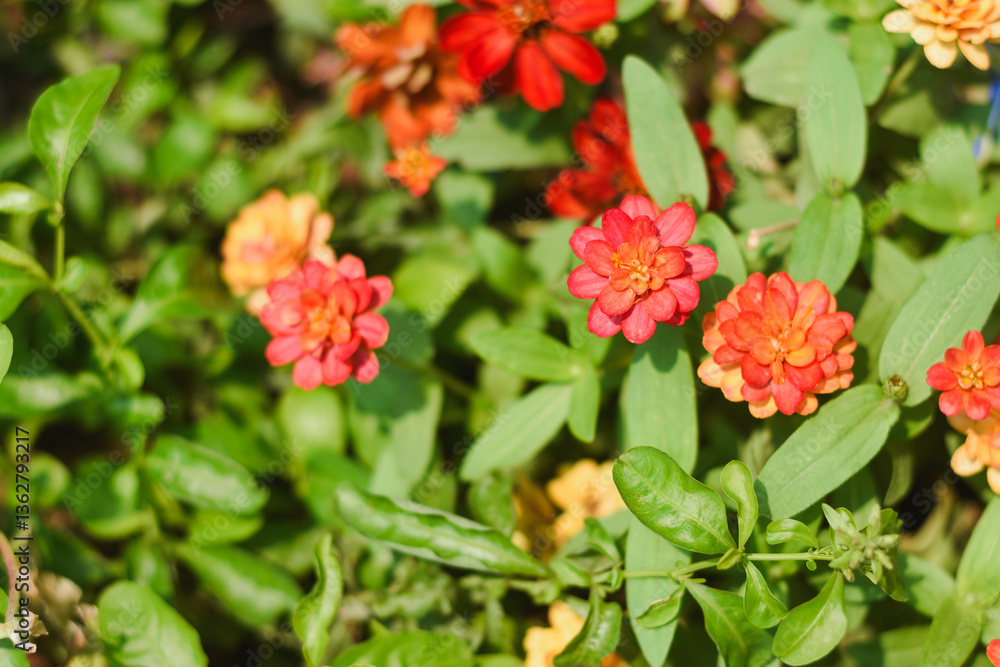 Red Zinnia flowers in the garden Red Zinnia flowers in the garden