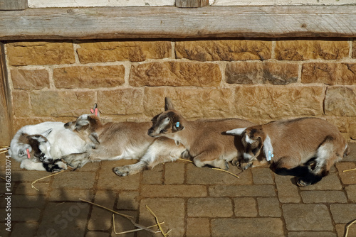 Young domestic goat relaxing in the sun dozing