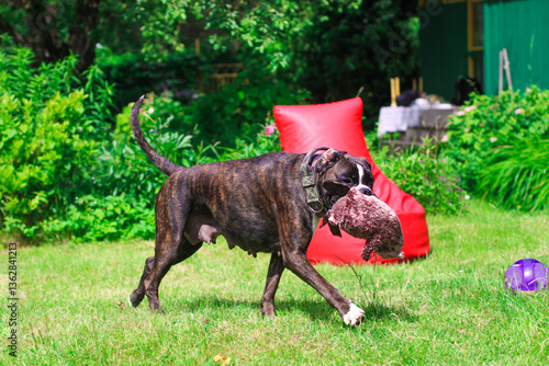 Beautiful brindle boxer dog is playing outside with a big toy on the green grass
