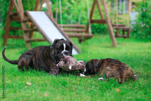 Beautiful brindle boxer dog is playing outside with a big toy on the green grass