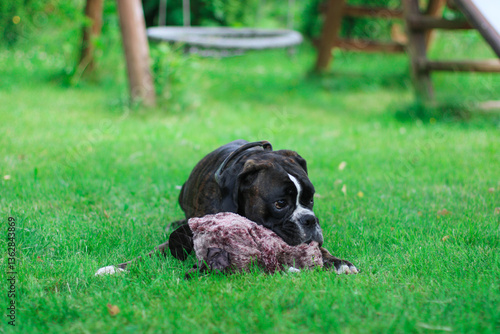 Beautiful brindle boxer dog is playing outside with a big toy on the green grass