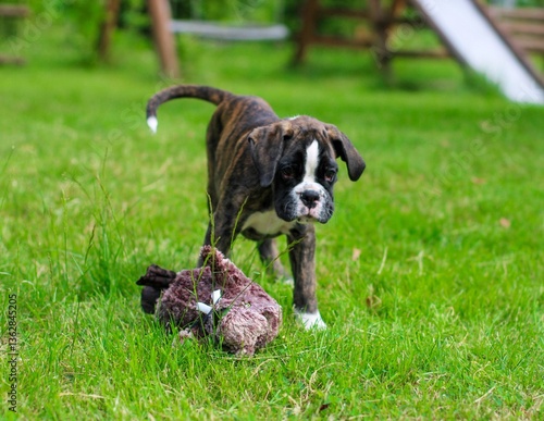 Beautiful little brindle boxer puppy is playing outside on the green grass
