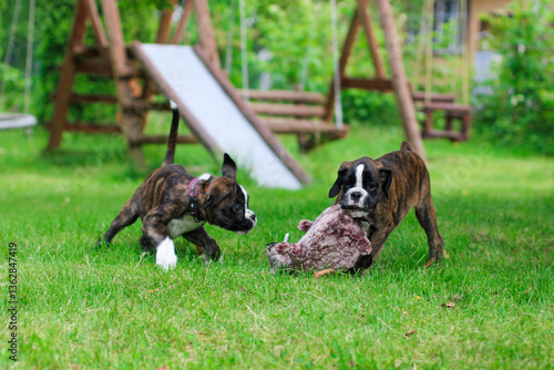Two brindle little boxer puppies are playing outside on the green grass
