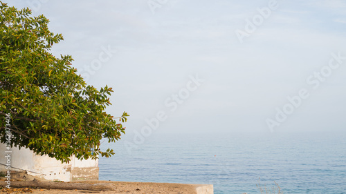 Tranquil coastal view with tree and ocean under clear sky