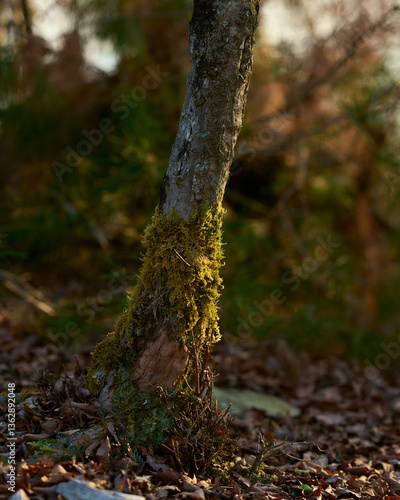 苔に覆われた木に夕陽が際し込む様子