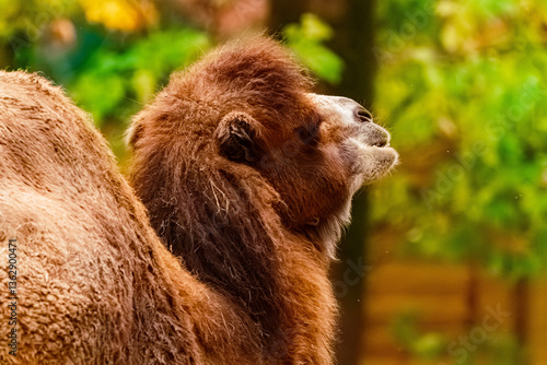 Camelus bactrianus, bactrian camel, on a sunny day in summer