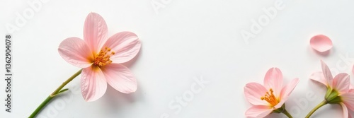 Single flower blooms on a plain white surface, white petals, flowers