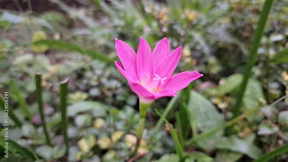 Obraz premium Bright Pink Zephyranthes Minuta Flower - Stunning Macro Shot of Rain Lily in Bloom - Soft Background Blur for Wallpaper, Backdrop, and Nature Design