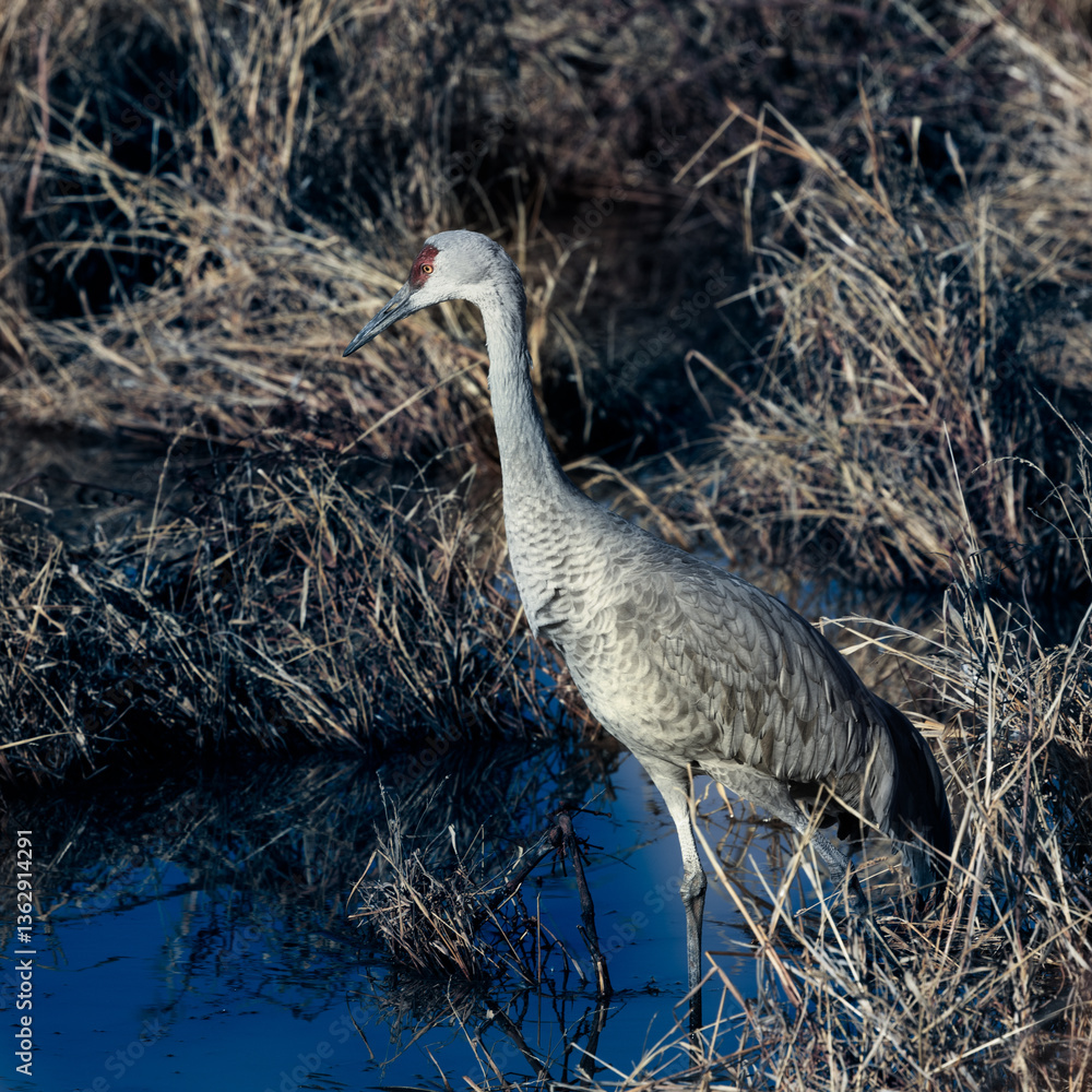 Naklejka premium Sandhill Crane in a shallow pond with early morning light.