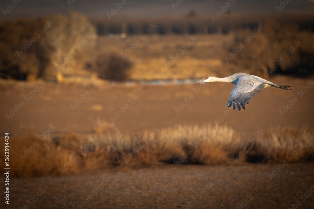 Fototapeta premium Sandhill Crane in flight in early morning light