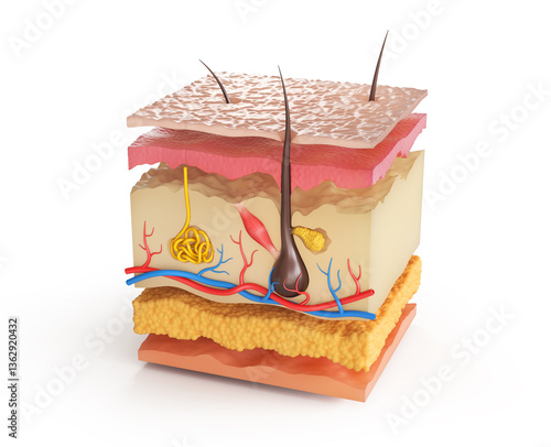 Fototapeta Naklejka Na Ścianę i Meble -  Skin anatomy. See layers structure. 3d illustration