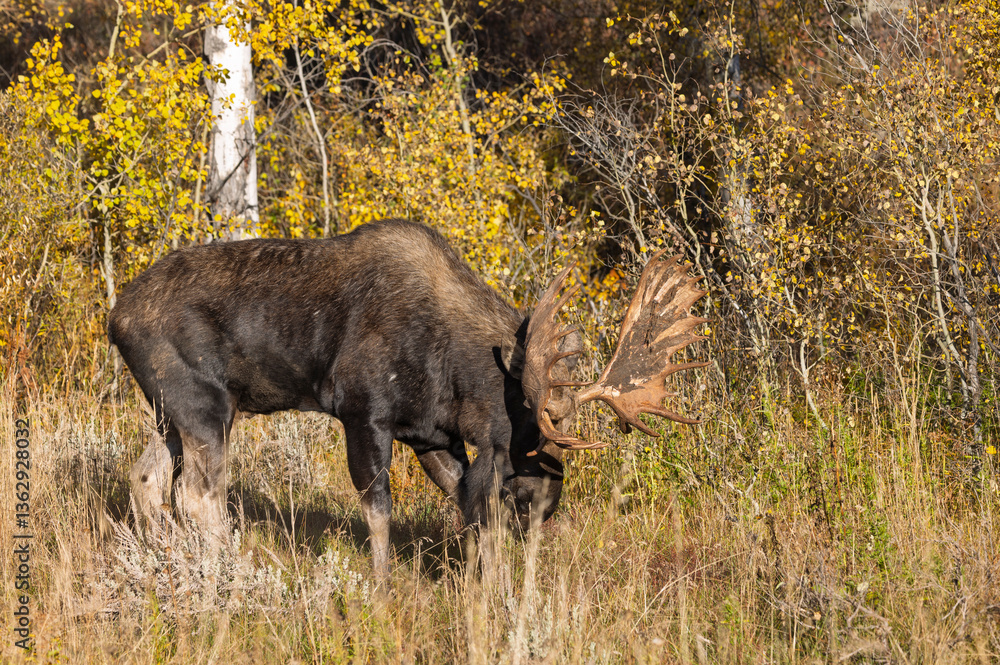 Bull Moose Rutting in Autumn in Grand Teton National Park Wyoming Bull Moose Rutting in Autumn in Grand Teton National Park Wyoming