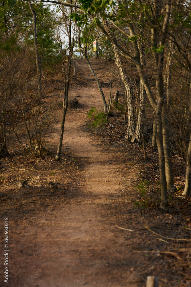 歩きやすい登山道