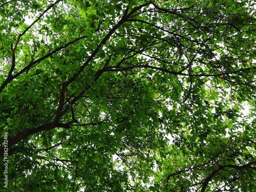 Green Canopy of Lush Tree Branches with Vibrant Leaves Creating a Natural Roof, Sunlight Filtering Through Foliage, Perfect for Nature Backgrounds