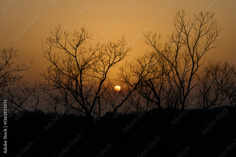 木々の間に沈む夕日