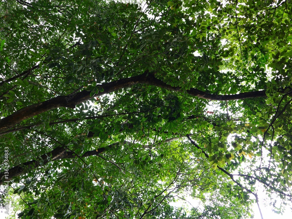 Fototapeta premium Green Canopy of Lush Tree Branches with Vibrant Leaves Creating a Natural Roof, Sunlight Filtering Through Foliage, Perfect for Nature Backgrounds