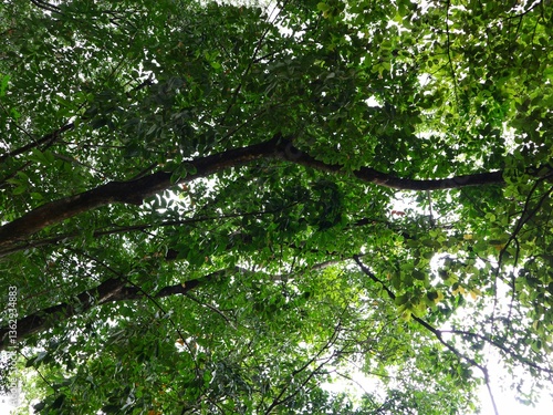 Green Canopy of Lush Tree Branches with Vibrant Leaves Creating a Natural Roof, Sunlight Filtering Through Foliage, Perfect for Nature Backgrounds