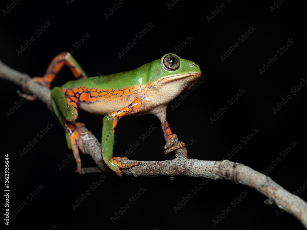 Obraz premium Pithecopus megacephalus