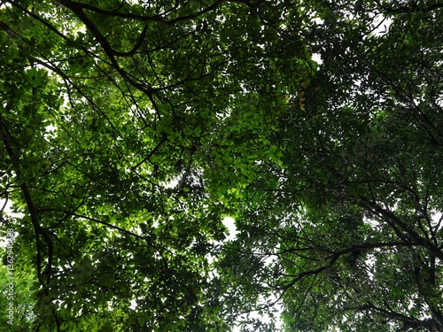 Green Canopy of Lush Tree Branches with Vibrant Leaves Creating a Natural Roof, Sunlight Filtering Through Foliage, Perfect for Nature Backgrounds
