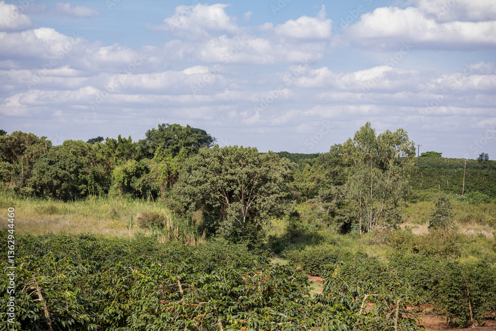 Naklejka premium landscape with trees and blue sky
