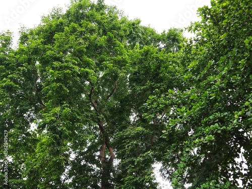 Green Canopy of Lush Tree Branches with Vibrant Leaves Creating a Natural Roof, Sunlight Filtering Through Foliage, Perfect for Nature Backgrounds