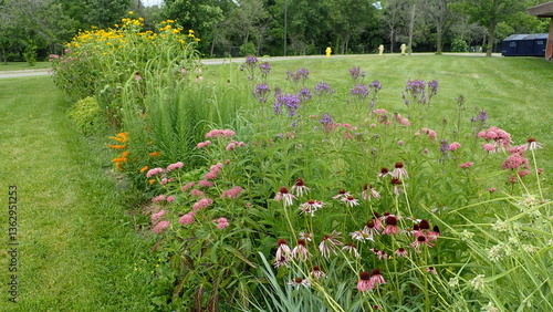 Fotografie Beautiful Native Plant Butterfly Garden full of blooming wild flowers