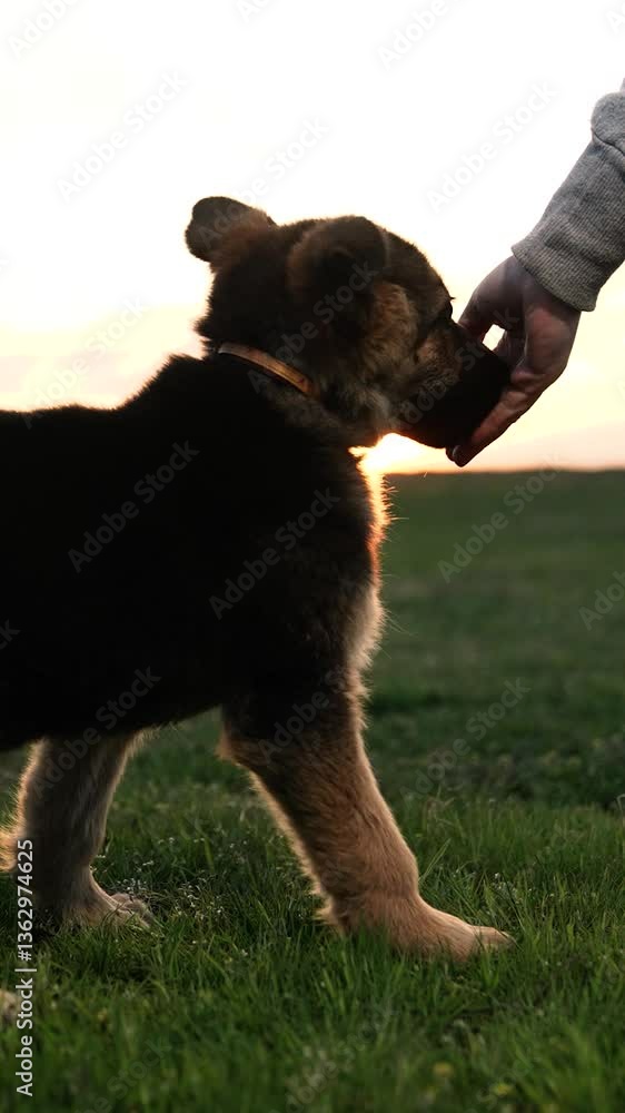 the dog performs the cynologist's command at sunset. little shepherd puppy. eat from owner's hand park, field, forest, grass, outdoors. well-bred young dog. cynologist teaches pet dog evening walk. the dog performs the cynologist's command at sunset. little shepherd puppy. eat from owner's hand park, field, forest, grass, outdoors. well-bred young dog. cynologist teaches pet dog evening walk.