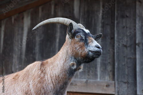 Wallpaper Mural Ziege Torontodigital.ca