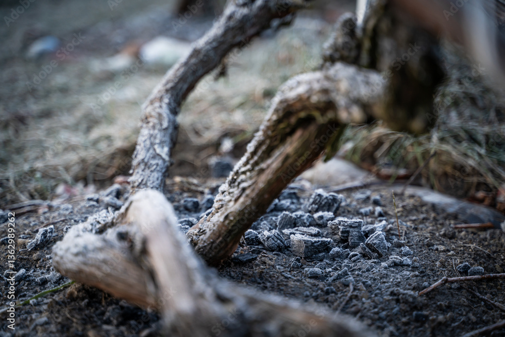 The soil where grapes grow is fertilized with ash in winter. Grape stems in winter The soil where grapes grow is fertilized with ash in winter. Grape stems in winter