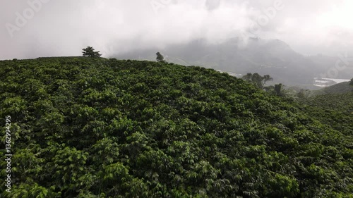 Tomas aéreas de cafetales en colombia