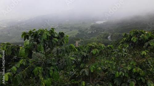 Tomas aéreas de cafetales en colombia