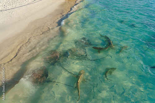 Fototapeta Naklejka Na Ścianę i Meble -  Feeding sea rays and sharks on the beach in Maldives.
