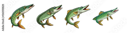 Set of  Whistling Pike Fish Realistic Illustration with Vibrant Colors