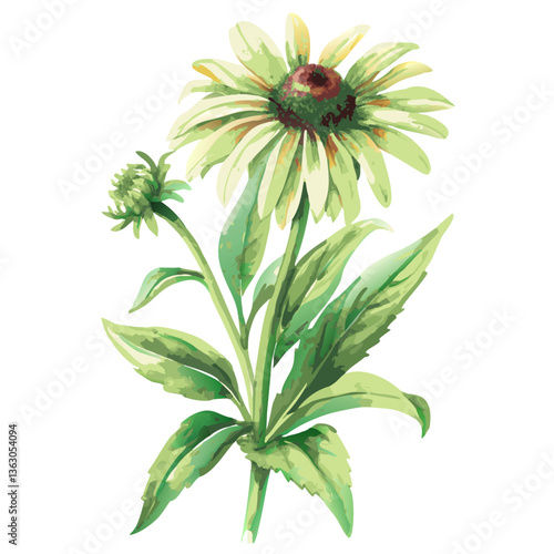 a delicate watercolor illustration of a daisy with green petals and intricate details. This image showcases the beauty and simplicity of nature