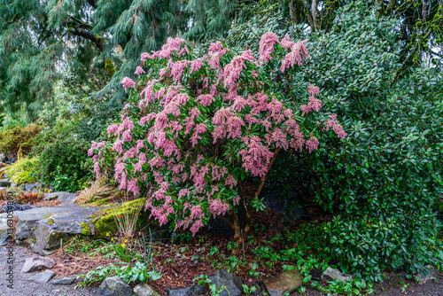 Pink Spring Blossoms Seatac