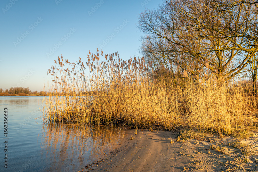Yellowed reed bed on the bank of a river. The photo was taken with the sun already low on a clear day in the Dutch winter season.