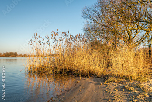 Obraz na płótnie Yellowed reed bed on the bank of a river. The photo was taken with the sun already low on a clear day in the Dutch winter season. w salonie