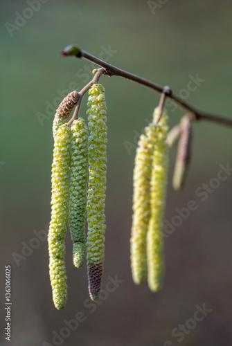 Obraz na płótnie inflorescence of alder tree in sunny day early spring w salonie