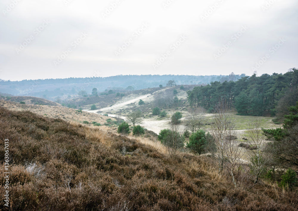 nature reserve area posbank near arnhem in the netherlands on dull winter day