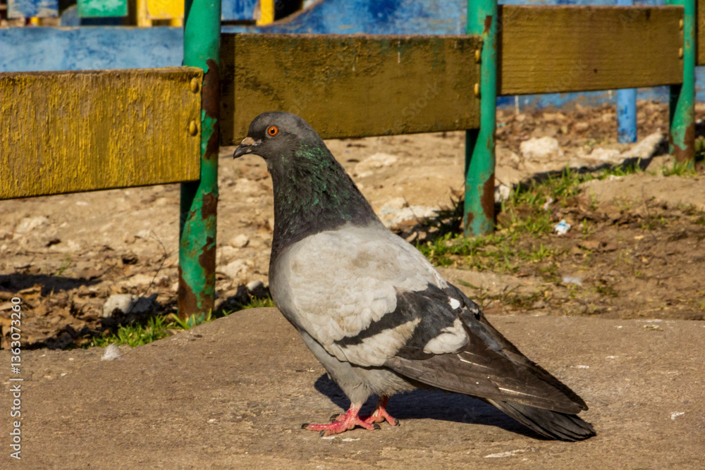 Fototapeta premium gray and black asked pigeon, red paws, sits, near a wooden fence, playground, high-rise building, trees, street, city, sunny day, blue sky, 