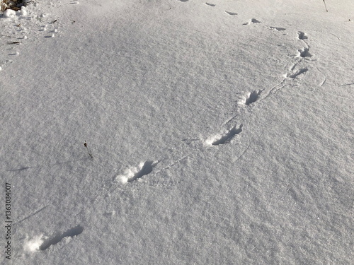 Canvastavla track of an unknown animal on white snow