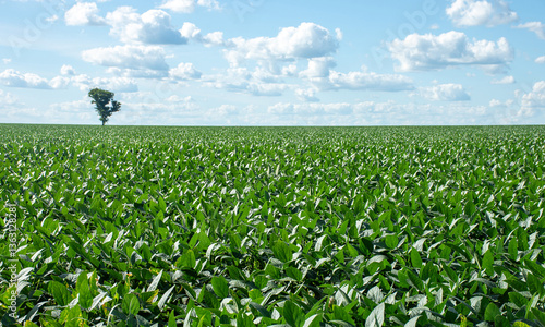 Soybean plantation on a farm in the city of Dourados - MS - Brazil