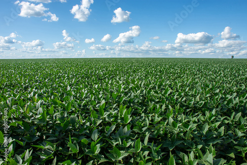 Soybean plantation on a farm in the city of Dourados - MS - Brazil