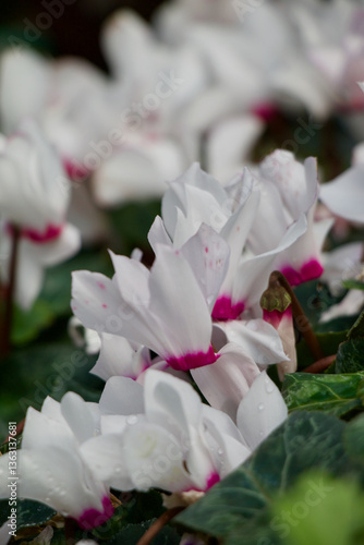 White Cyclamen Flower 